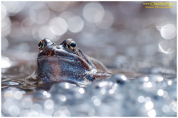 rana temporaria, rana alpina, common frog, rana_bermeja, val d Aveto, mating, deposizione uova, ovature